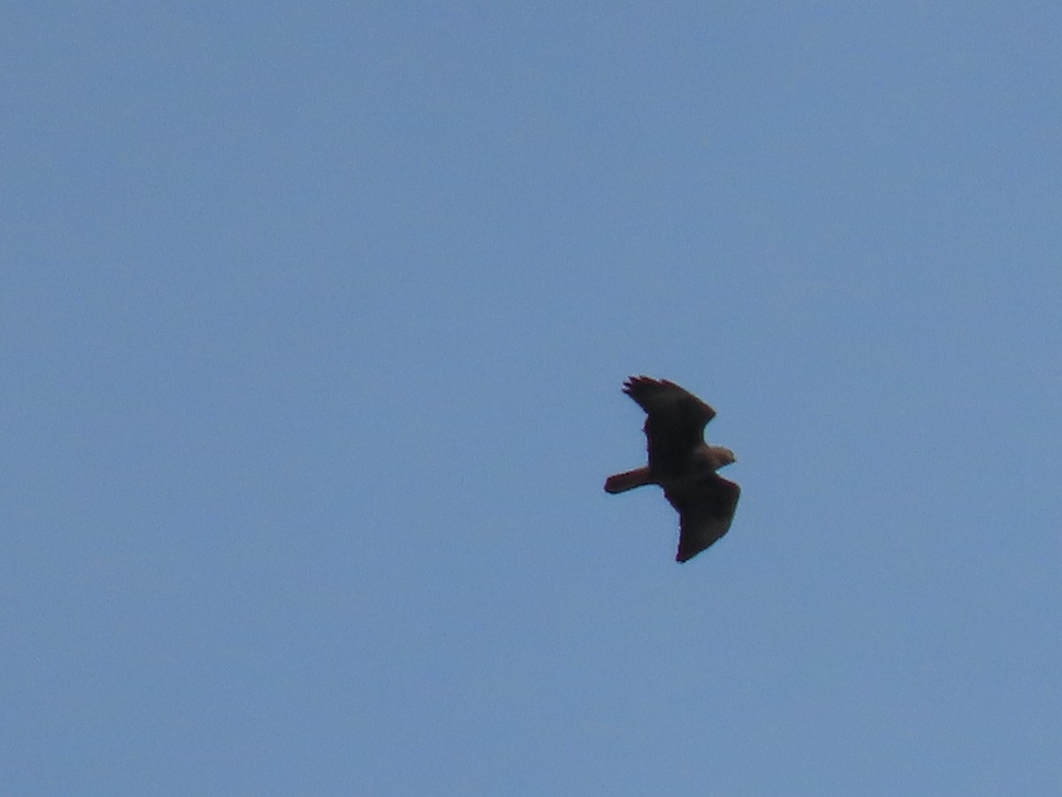 Common Buzzard - ML624905110