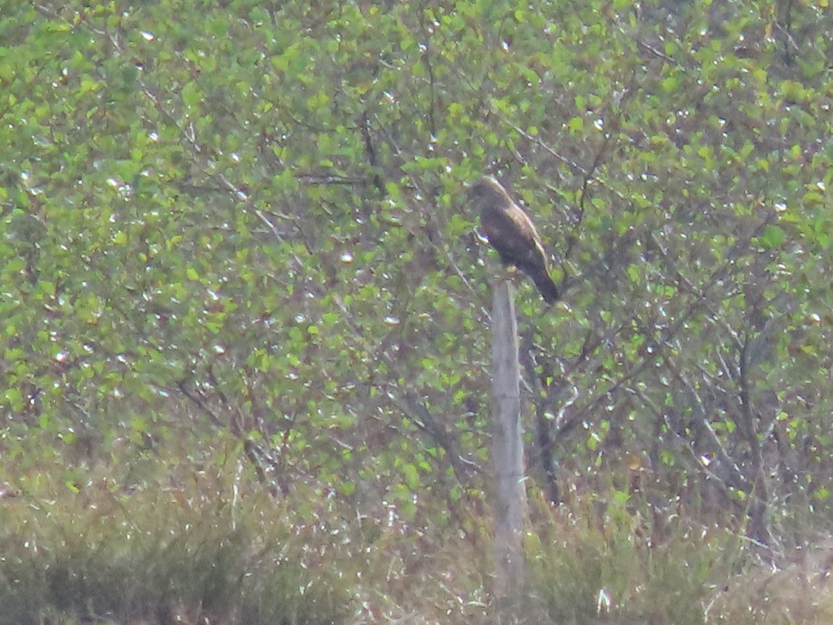Common Buzzard - ML624905112