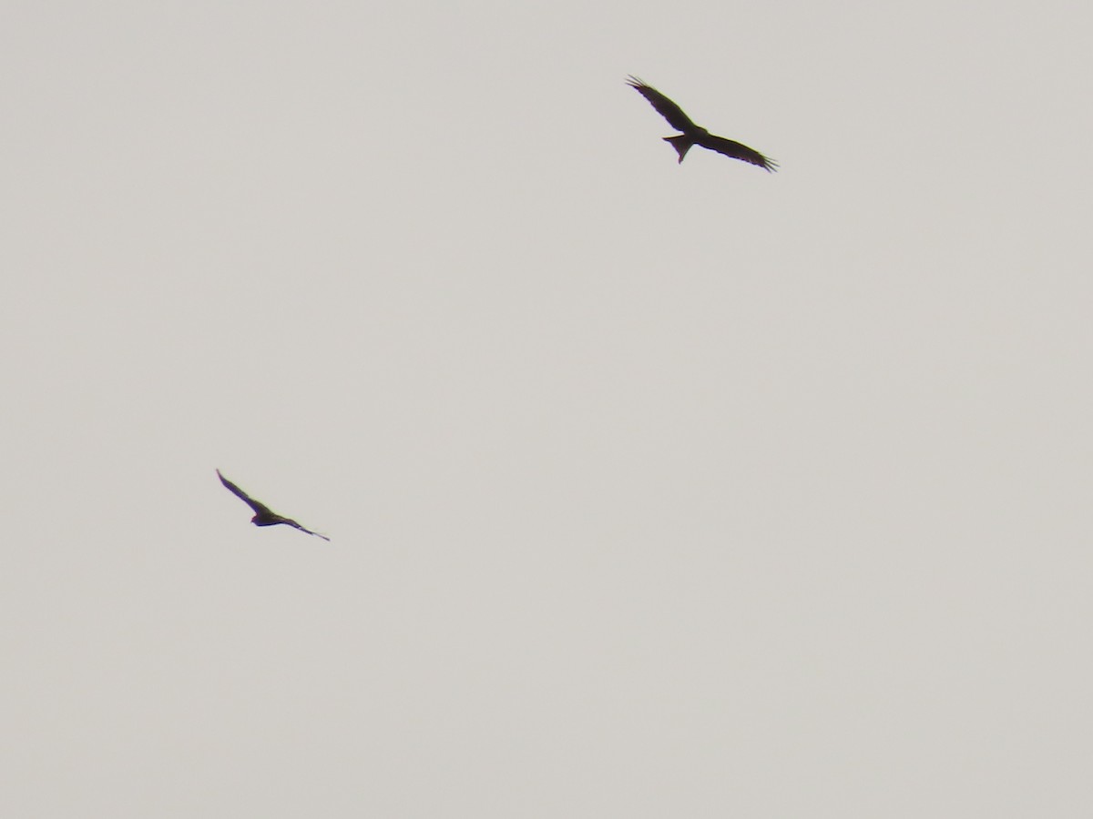 Red Kite - ML624905119