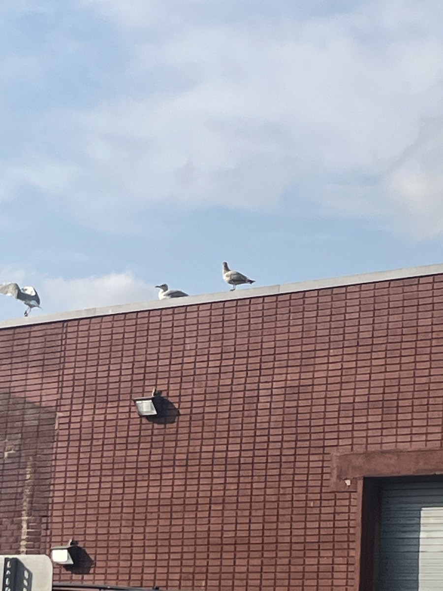 American Herring Gull - ML624905122