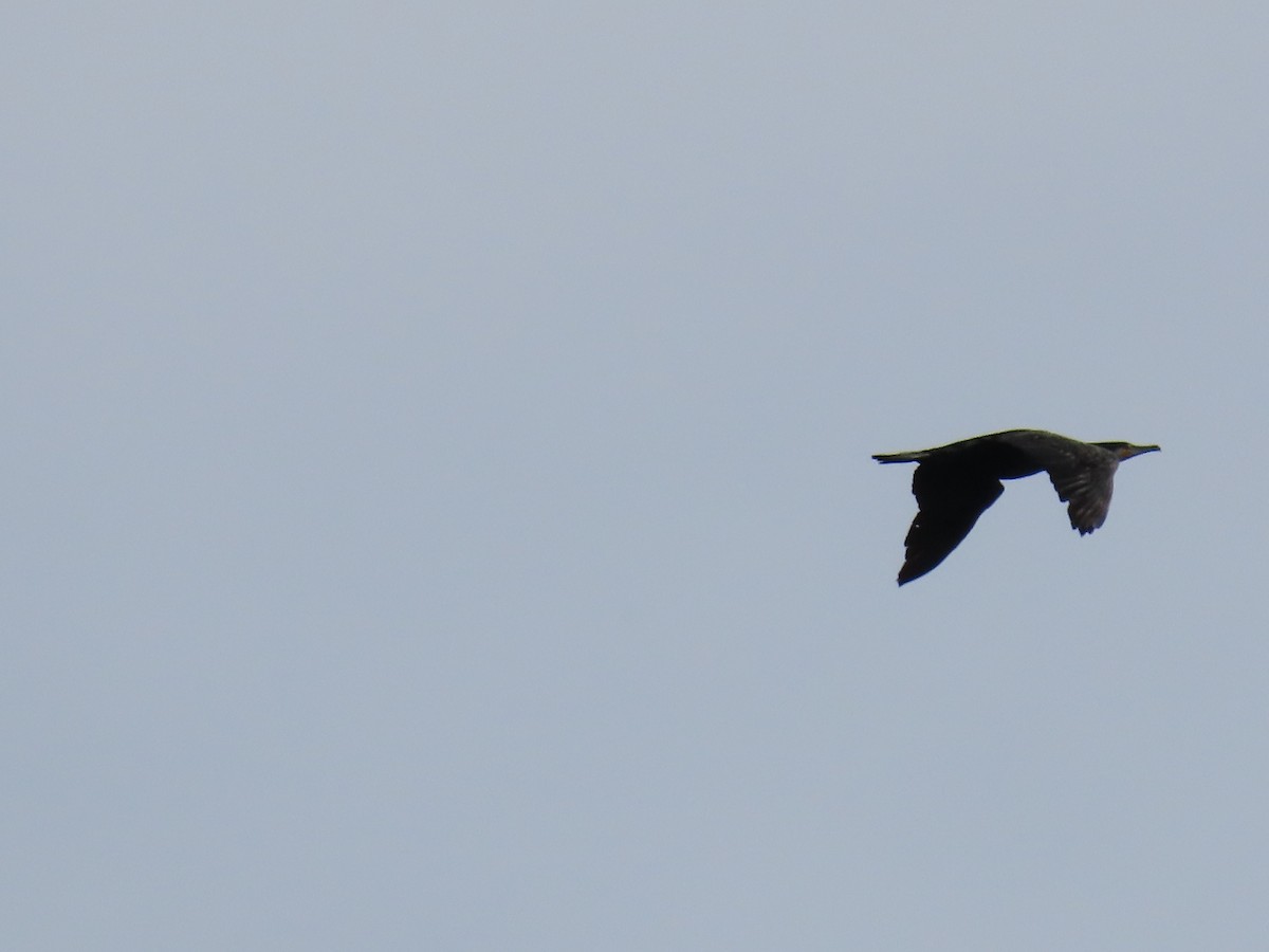 Great Cormorant - ML624905127