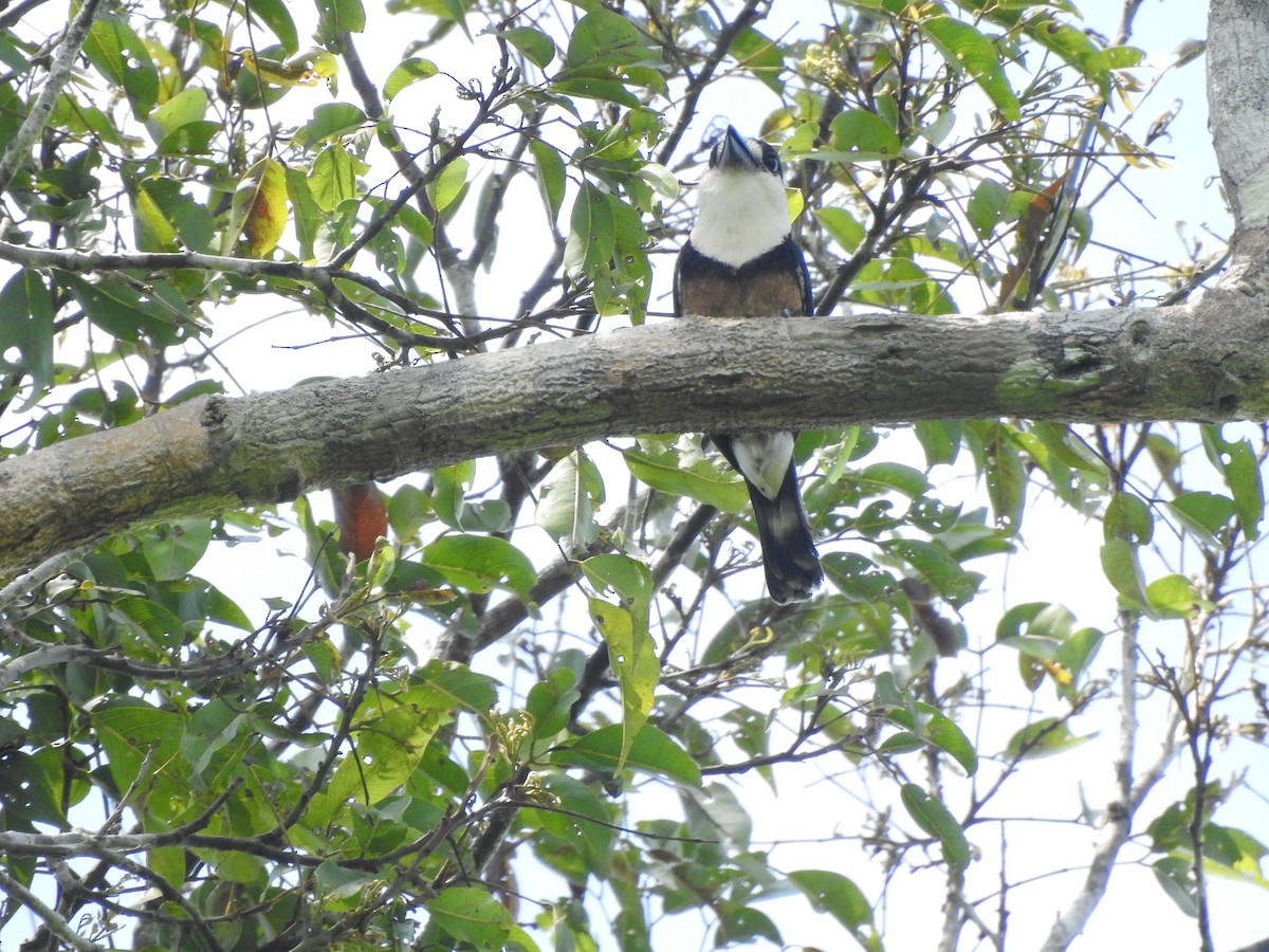 Brown-banded Puffbird - ML624905148