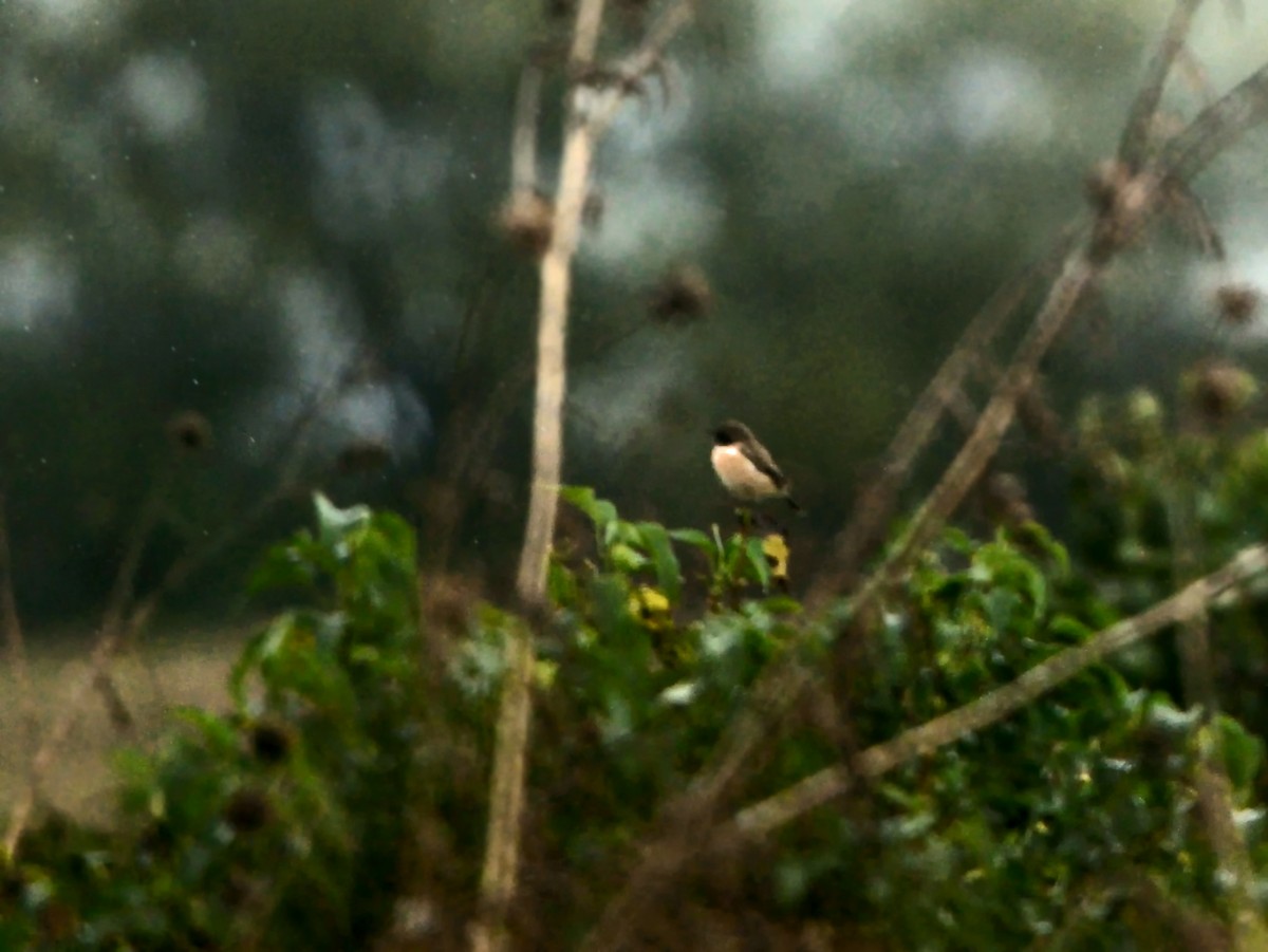 Siberian Stonechat - ML624905167