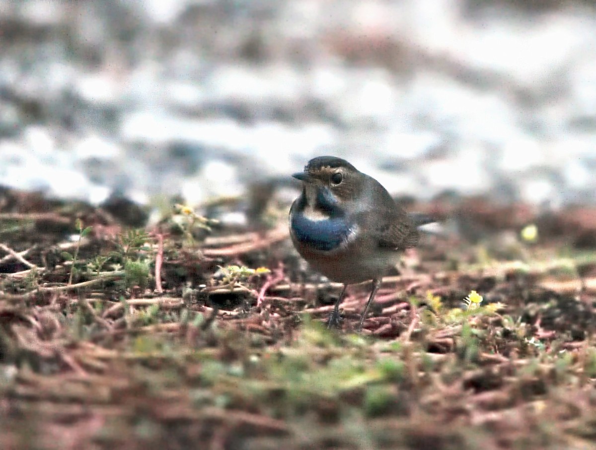 Bluethroat - ML624905184