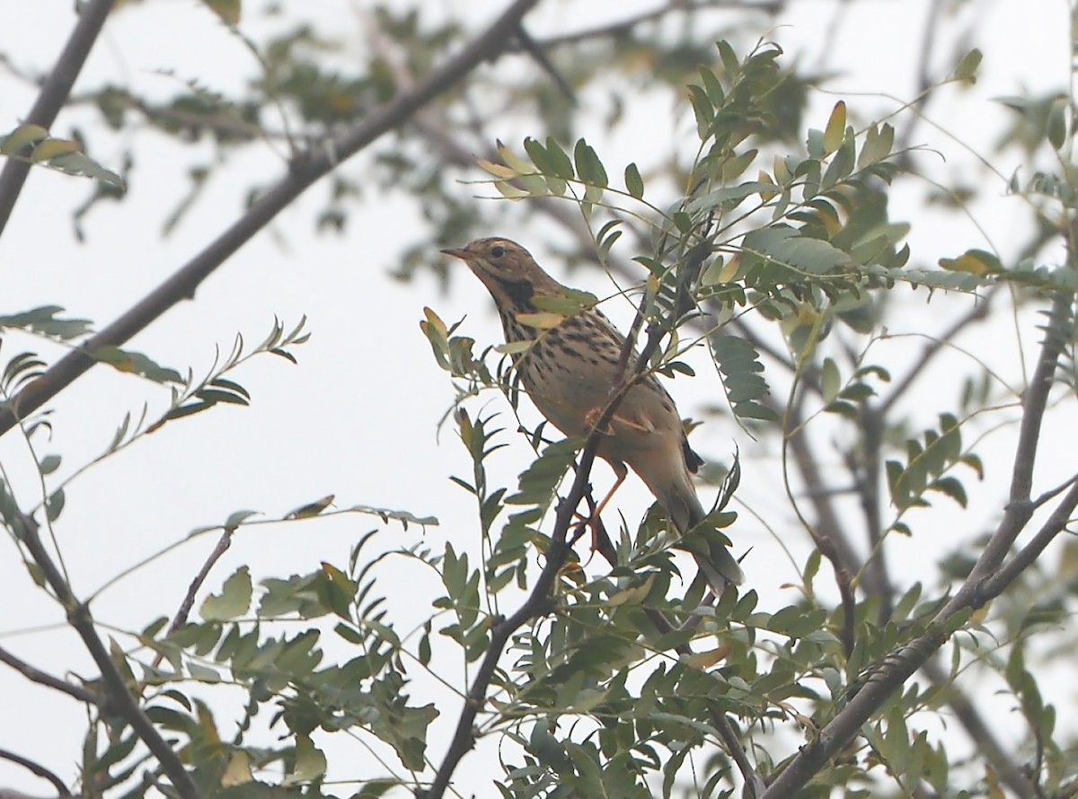 Red-throated Pipit - ML624905190