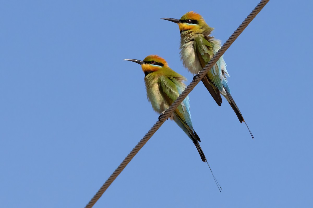 Rainbow Bee-eater - ML624905208