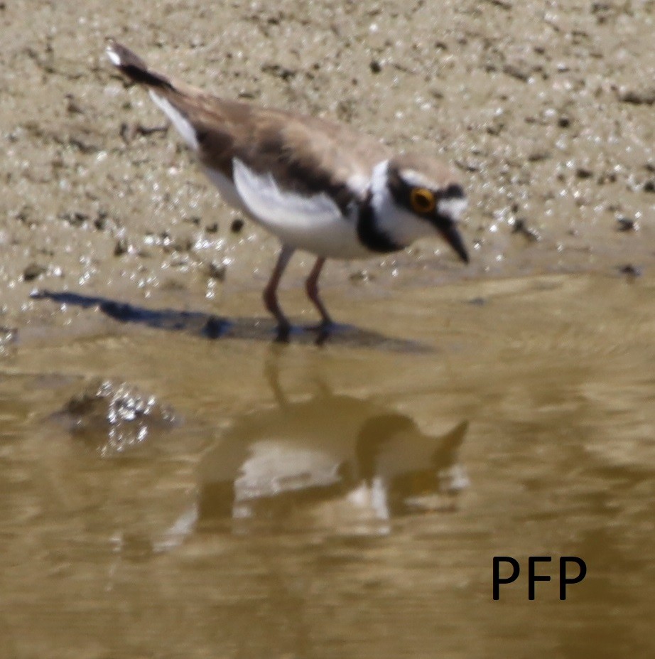 Little Ringed Plover - Pedro  Filipe Pereira