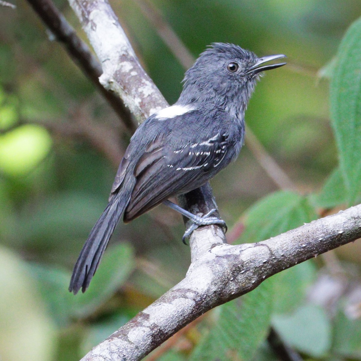 Dusky Antbird - ML624905214