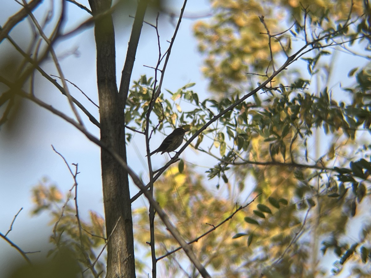 myrteparula - ML624905445