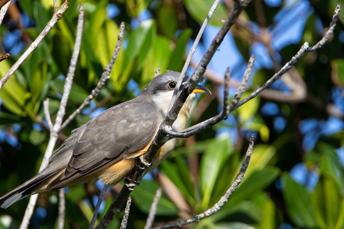 Mangrove Cuckoo - ML624905532