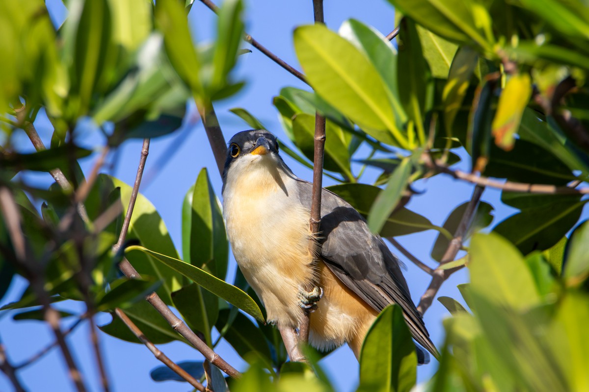 Mangrove Cuckoo - ML624905549