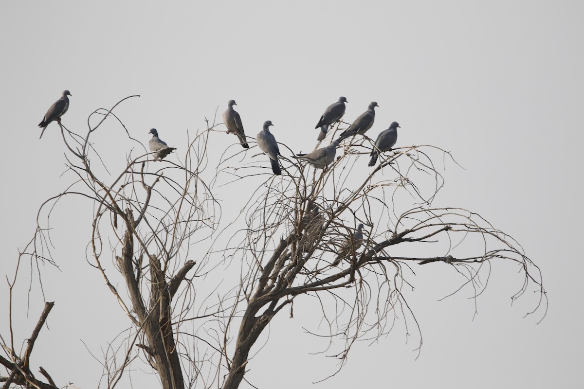 Common Wood-Pigeon - ML624905628