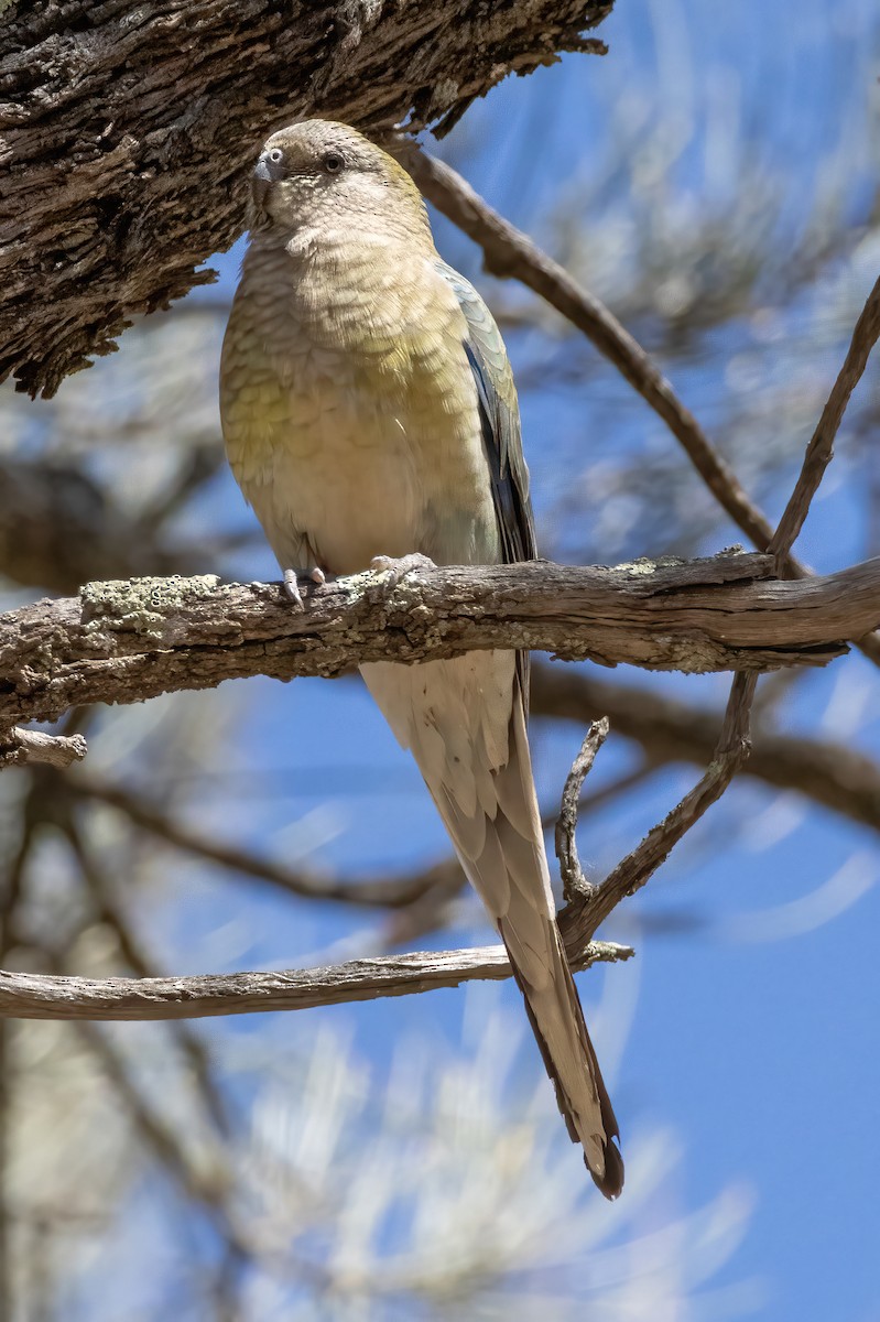 Red-rumped Parrot - ML624905631