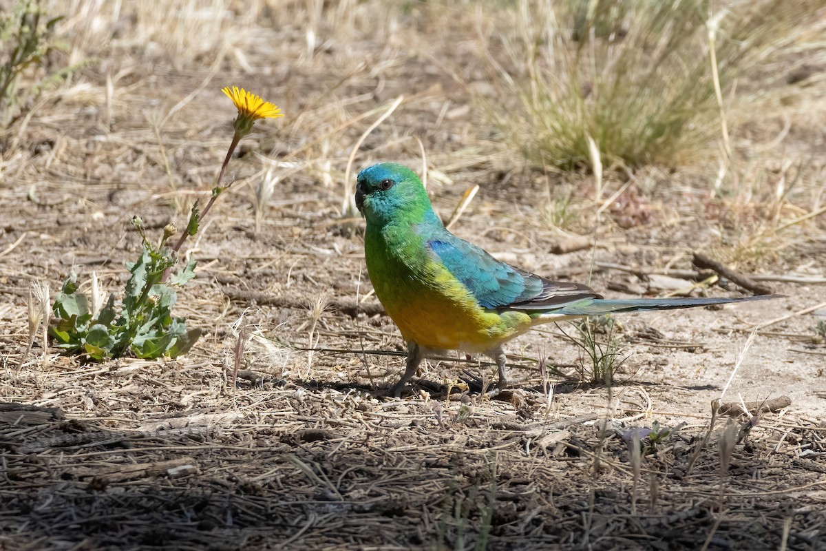 Red-rumped Parrot - ML624905632