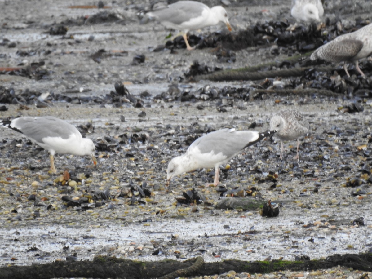 European Herring Gull - ML624905634