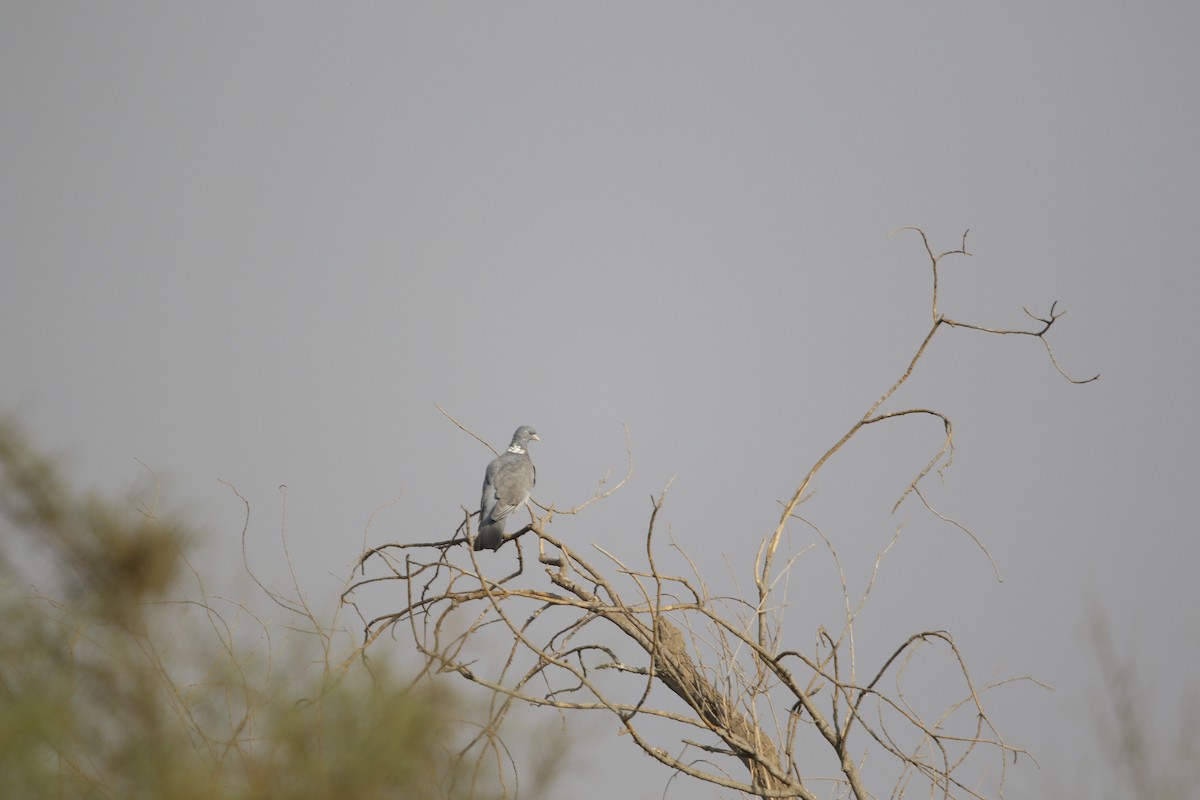 Common Wood-Pigeon - ML624905643