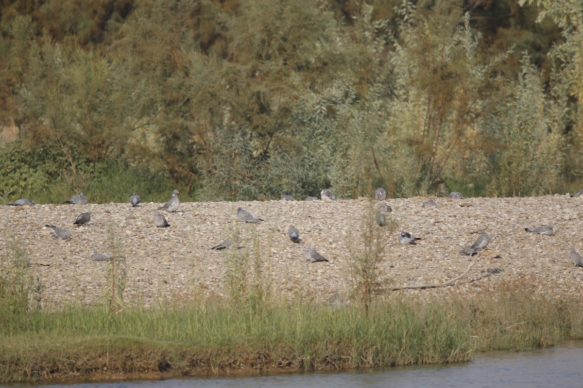 Common Wood-Pigeon - ML624905674
