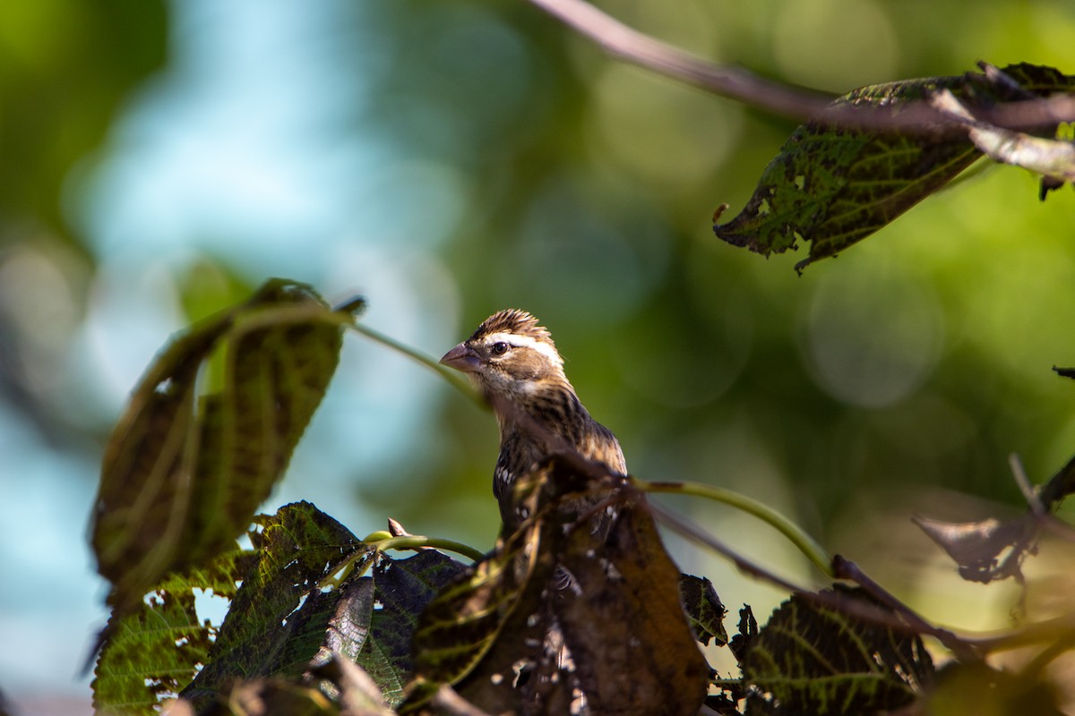 Rose-breasted Grosbeak - ML624905775