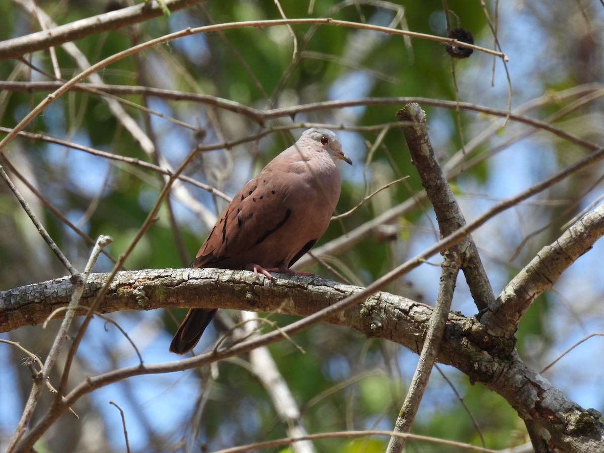 Ruddy Ground Dove - ML624905837