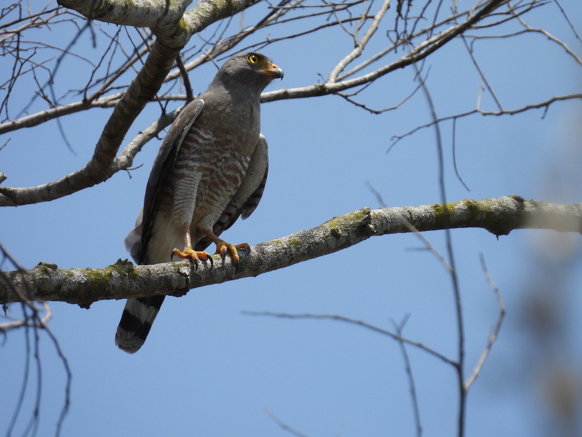 Roadside Hawk - ML624905866