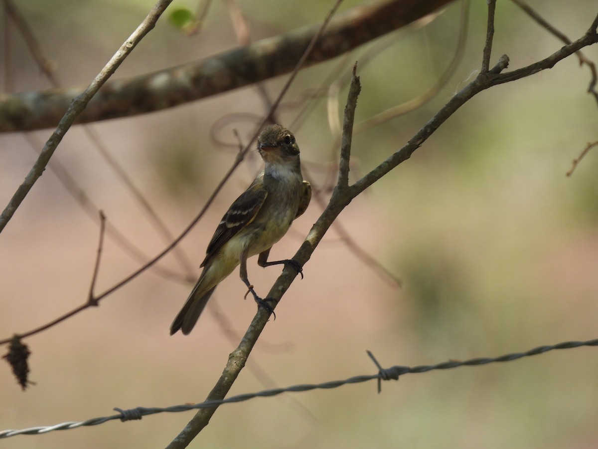 Lesser Elaenia - ML624905901