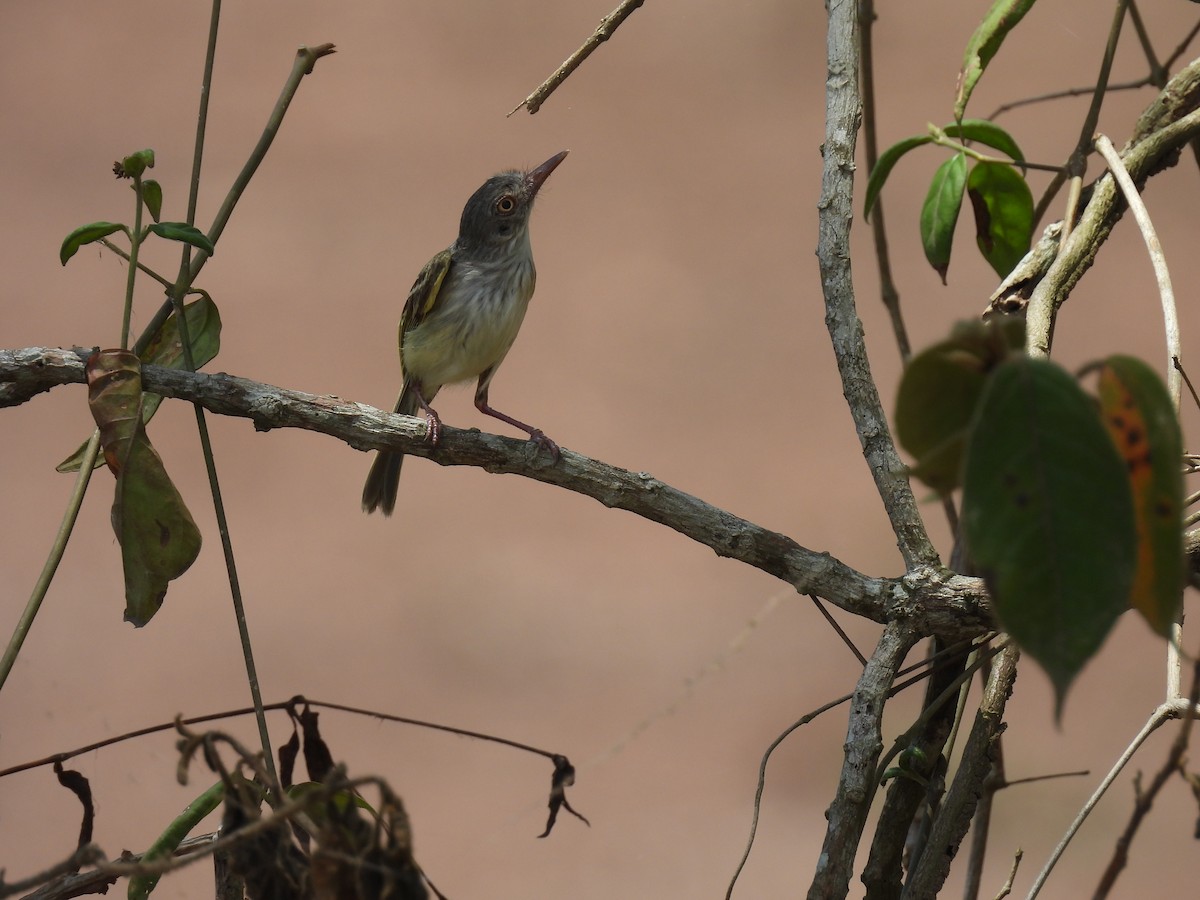 Pearly-vented Tody-Tyrant - ML624905916