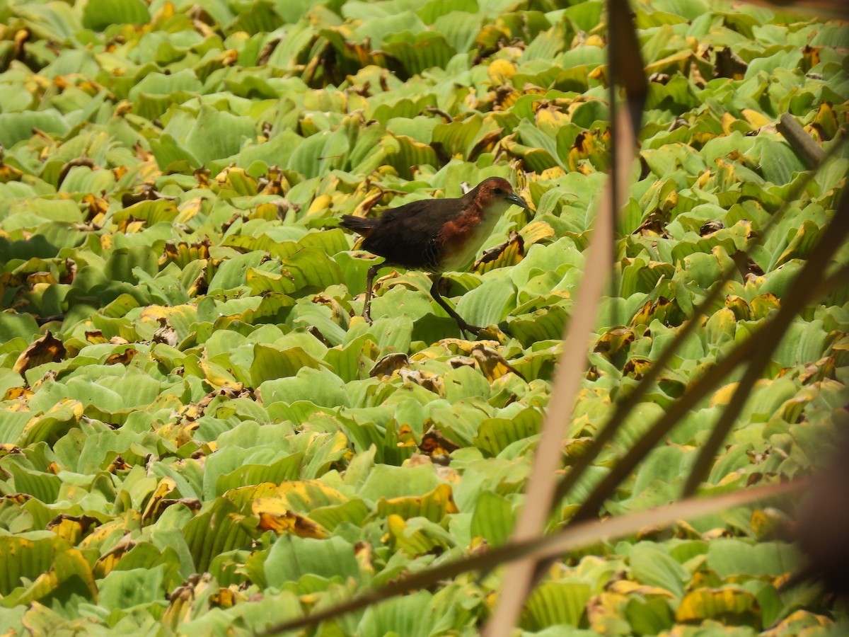 Rufous-sided Crake - ML624905958