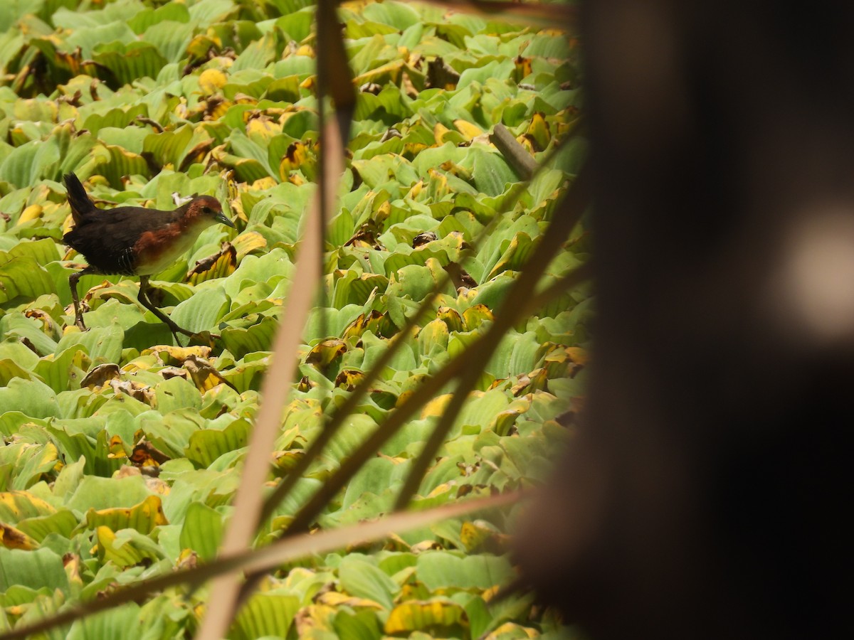 Rufous-sided Crake - ML624905962