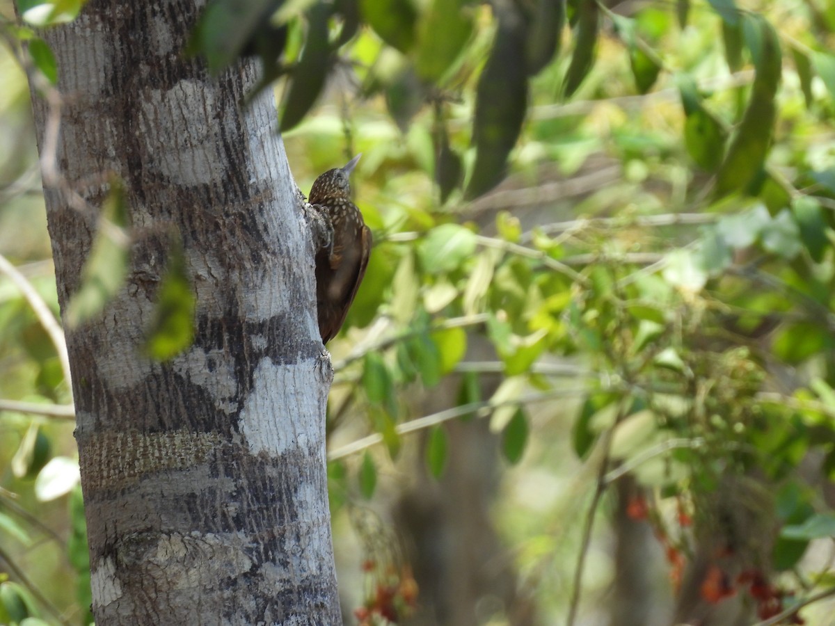 Elegant Woodcreeper - ML624905988