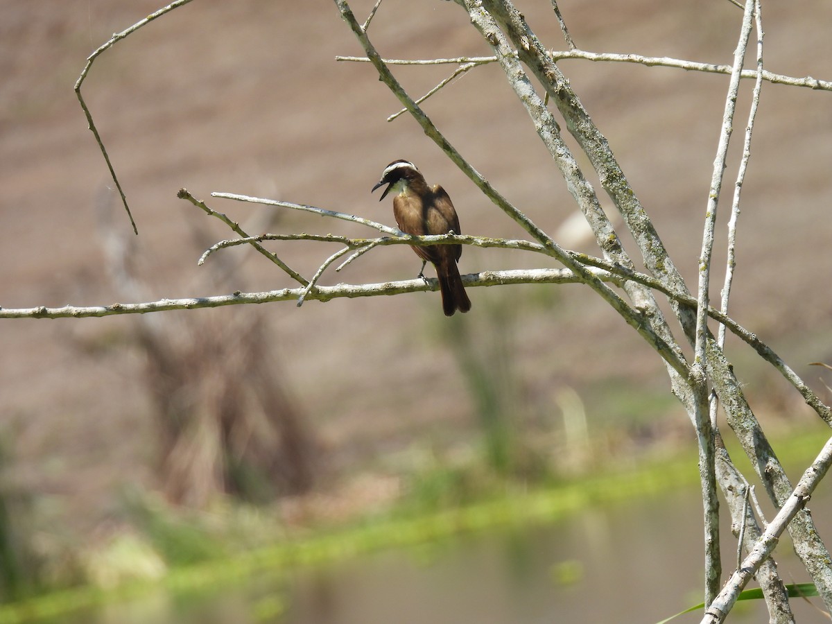 Lesser Kiskadee - Mariano Medrano