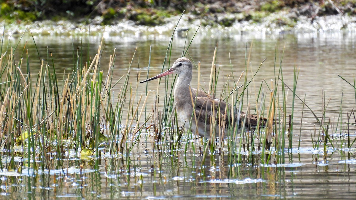 Hudsonian Godwit - ML624906015