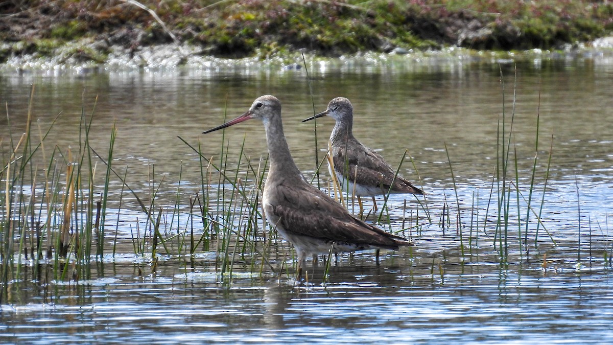Hudsonian Godwit - ML624906016