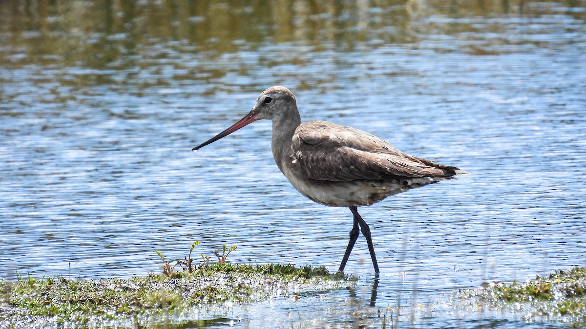 Hudsonian Godwit - ML624906017