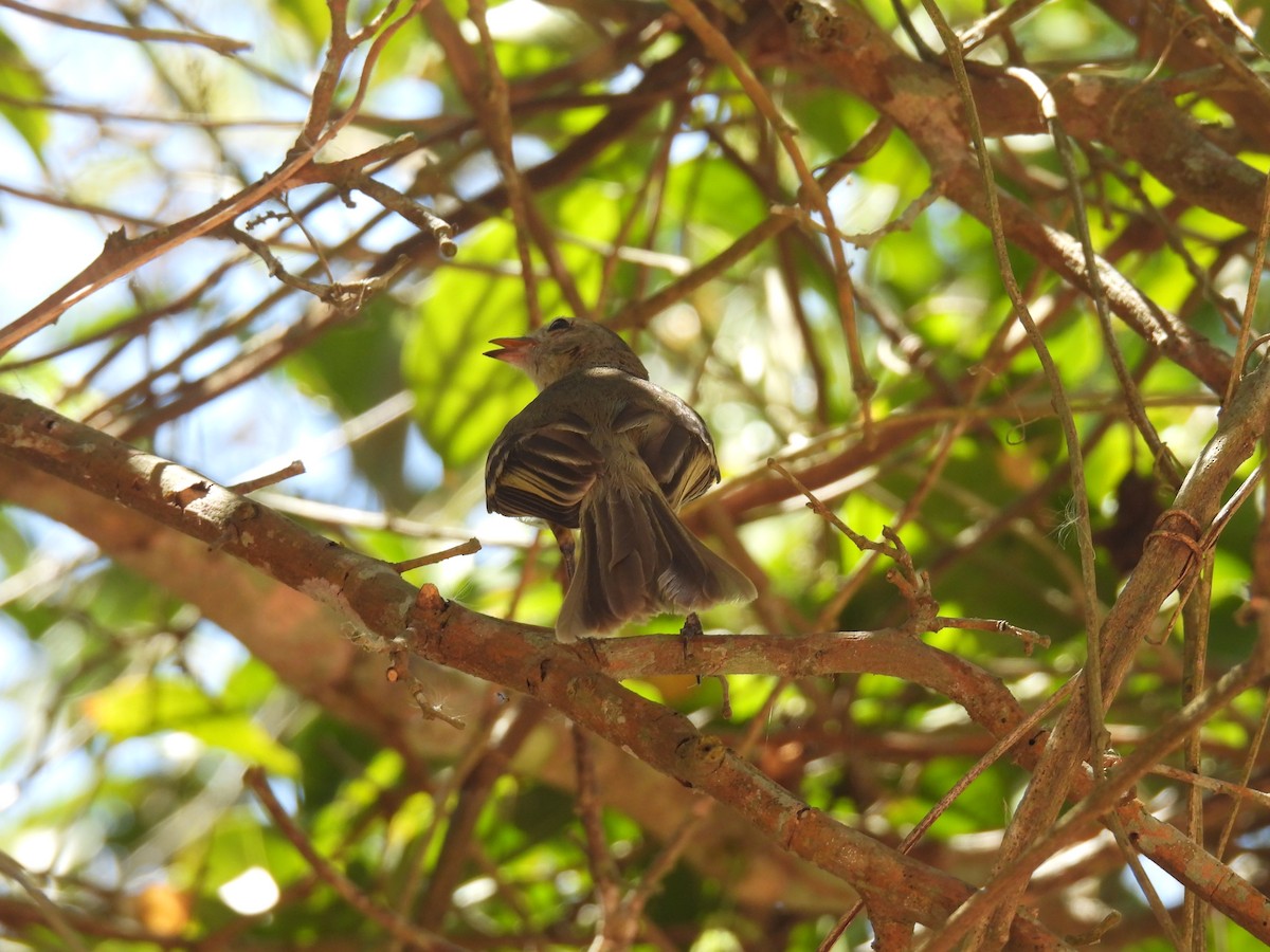 Euler's Flycatcher - ML624906020