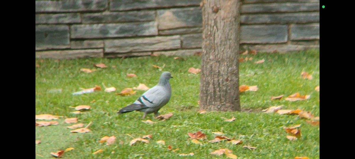 Rock Pigeon - ML624906050