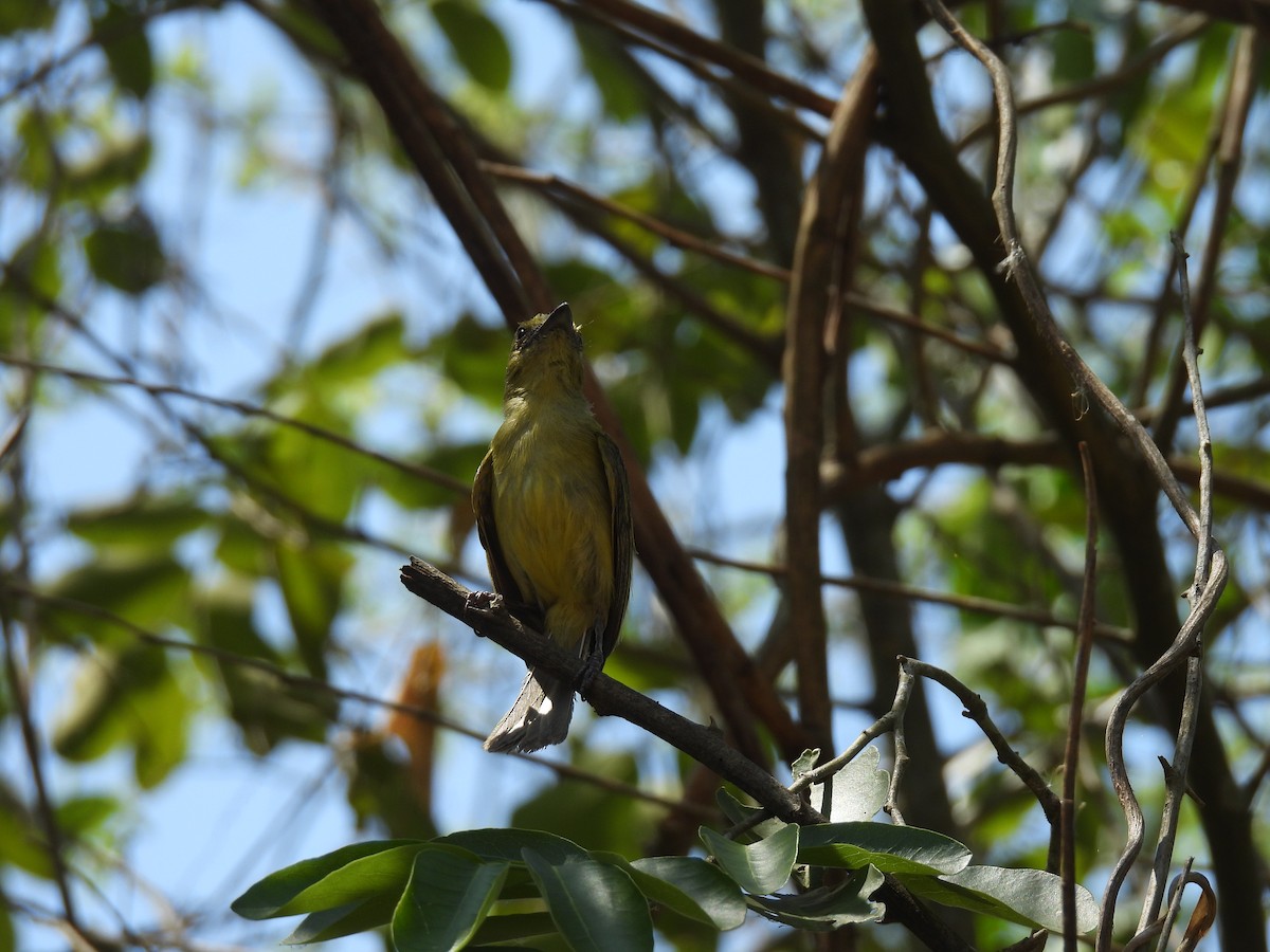 Yellow-olive Flatbill - ML624906056