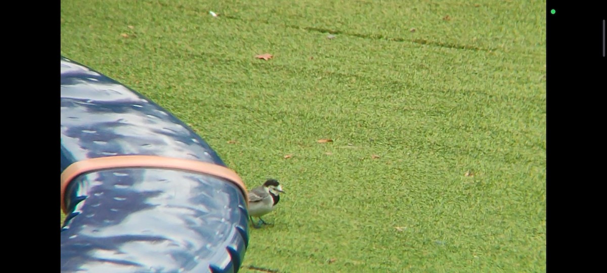 White Wagtail - ML624906061