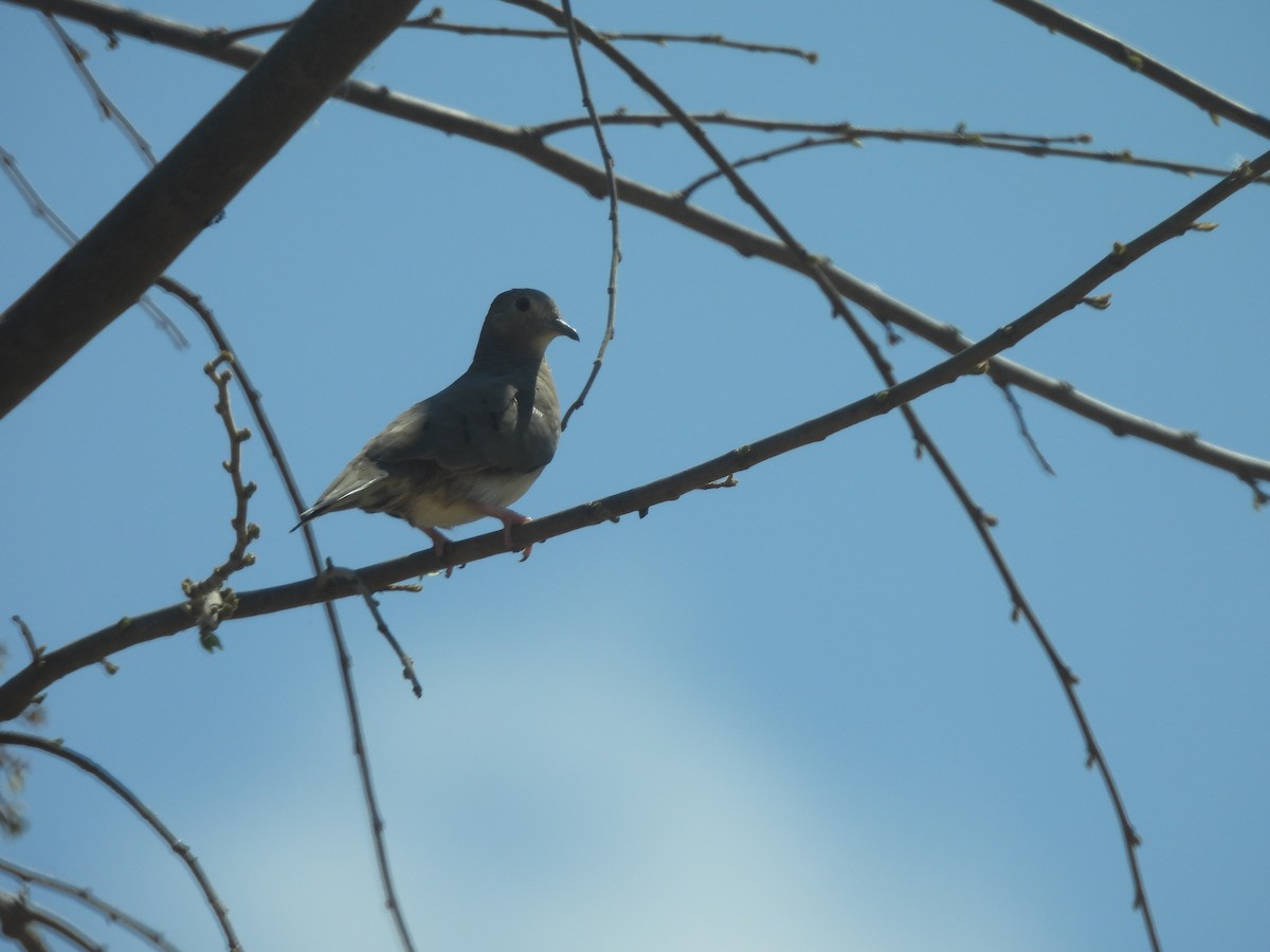 Plain-breasted Ground Dove - ML624906075