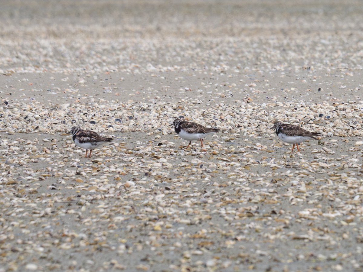 Ruddy Turnstone - Mike Bickerdike