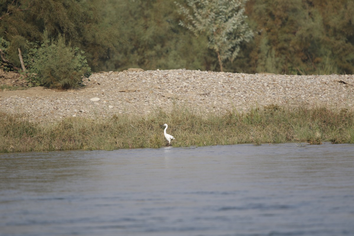Little Egret - ML624906324