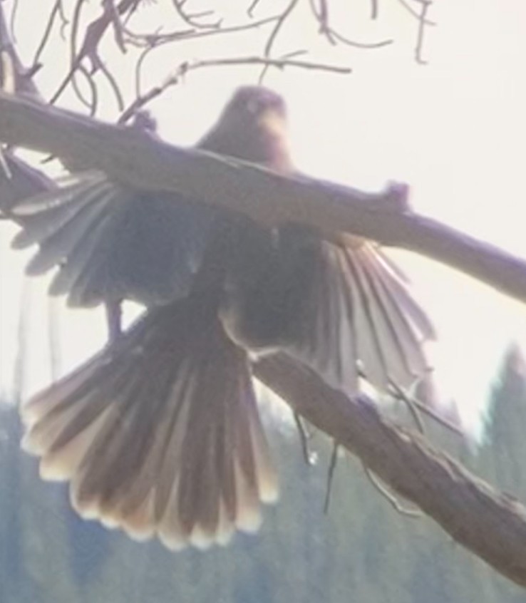 Canada Jay - ML624906733
