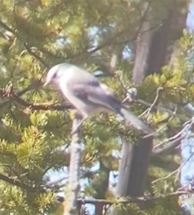 Canada Jay - ML624906734