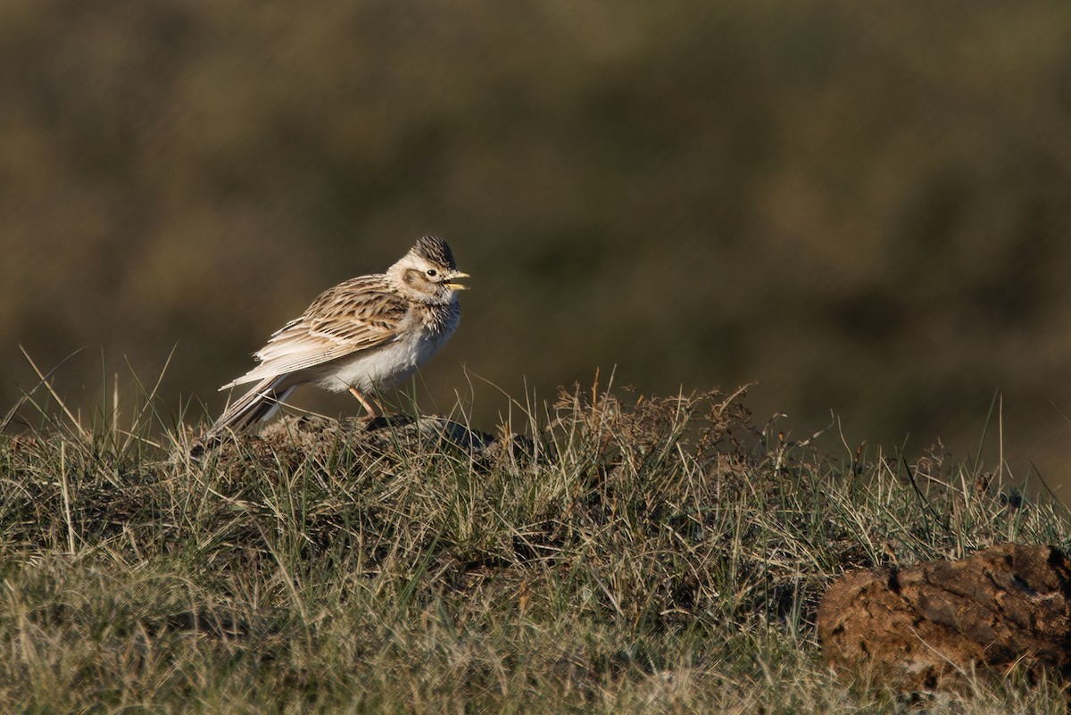 Asian Short-toed Lark - ML624906802