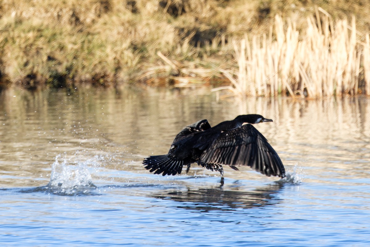 Great Cormorant - ML624906812