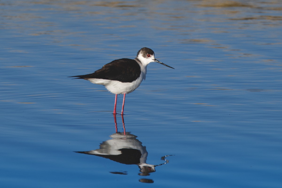 Black-winged Stilt - ML624906821