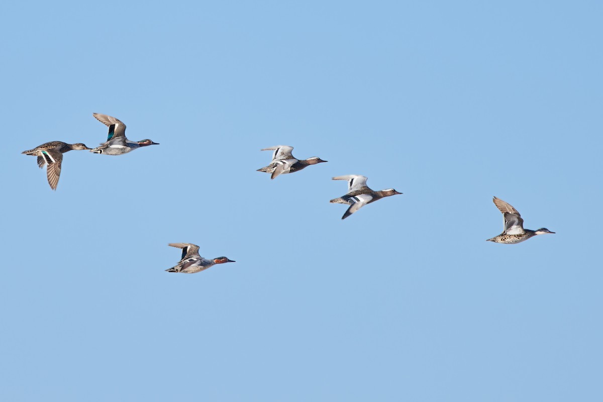 Garganey - ML624906830