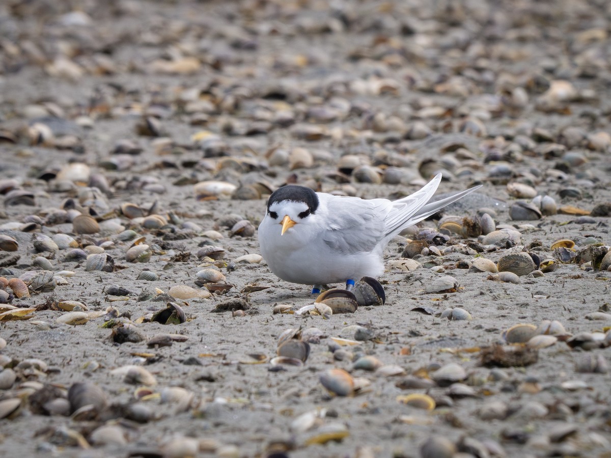 Australian Fairy Tern - Mike Bickerdike