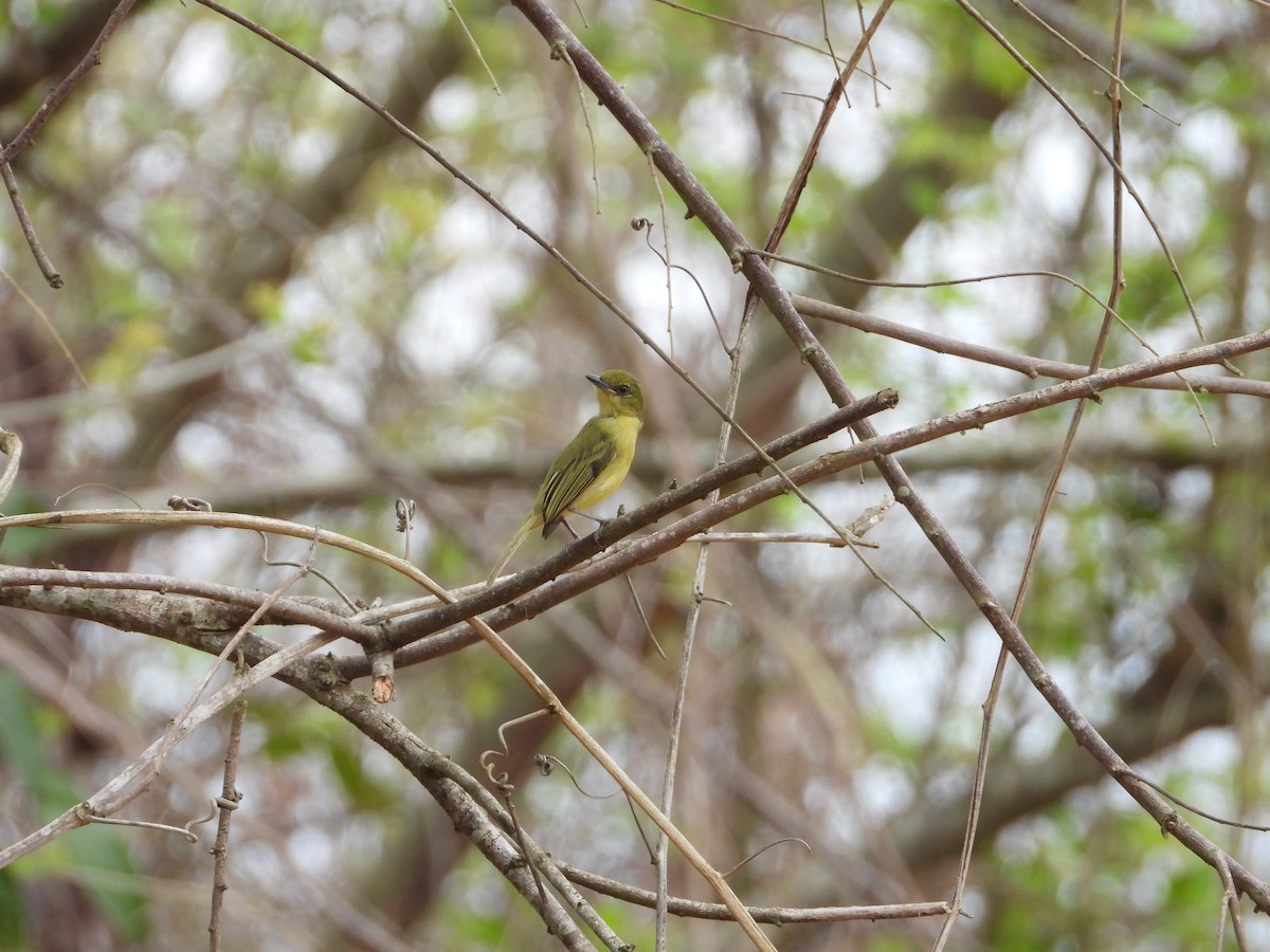 Olive-faced Flatbill - ML624906893