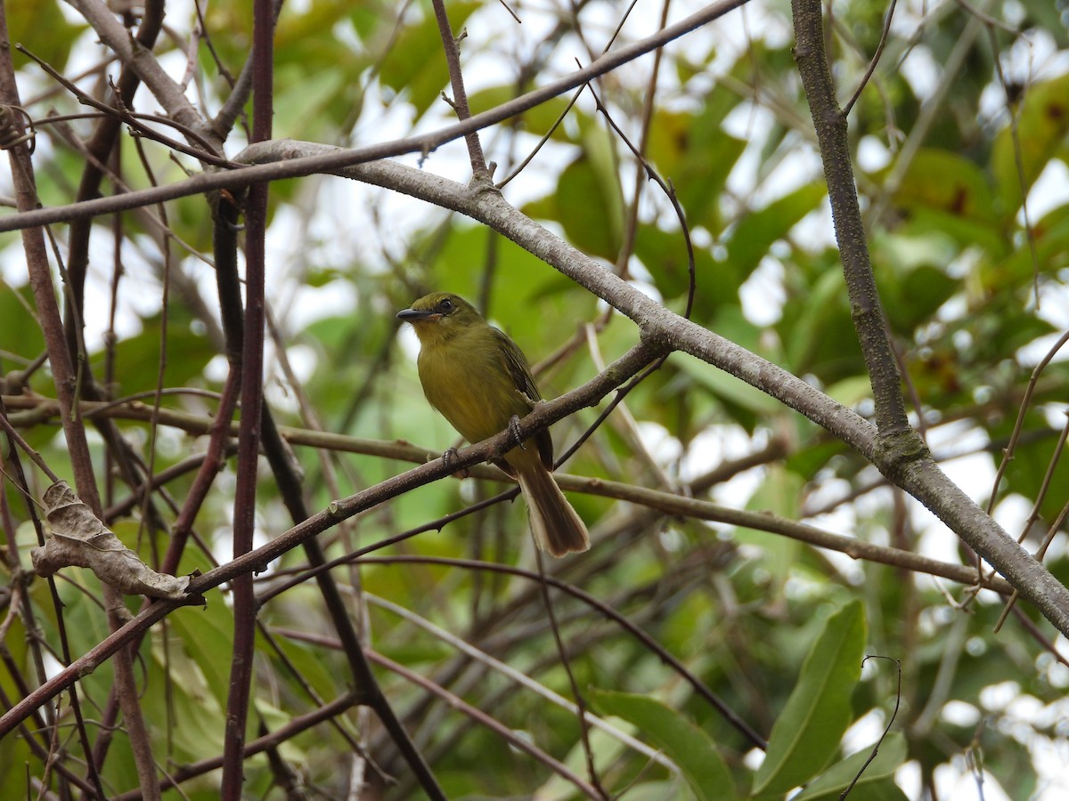 Olive-faced Flatbill - ML624906895