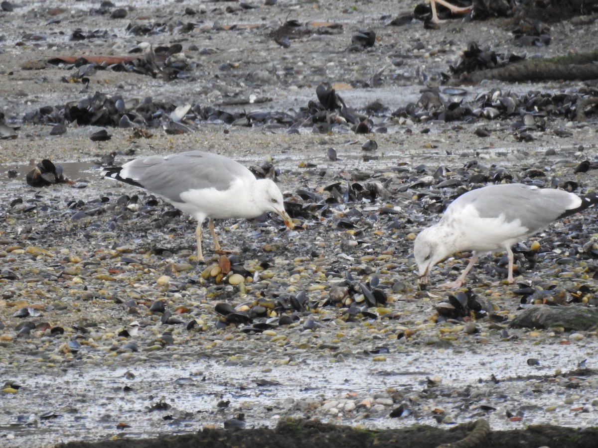European Herring Gull - ML624906943